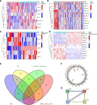 A broad cuproptosis landscape in inflammatory bowel disease